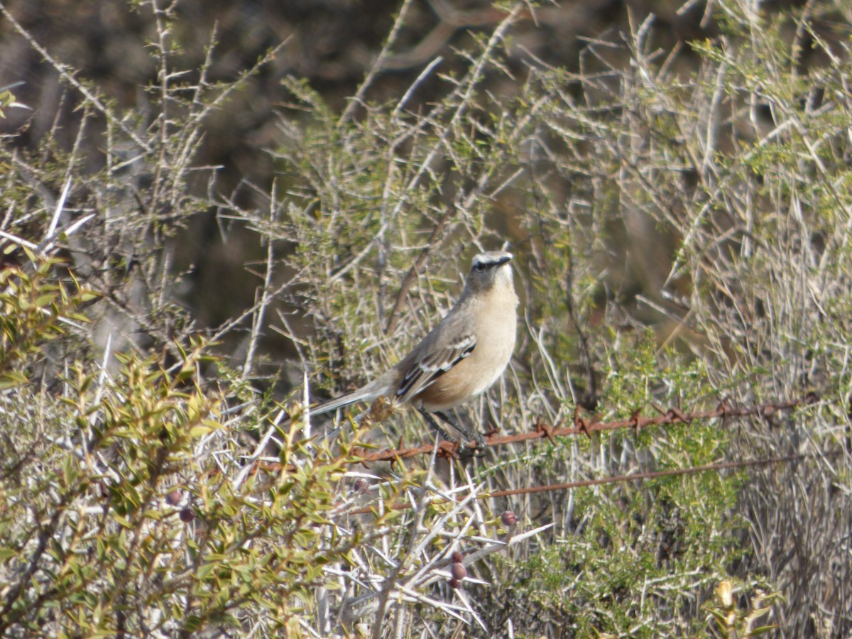 Patagonian Mockingbird - ML202756071