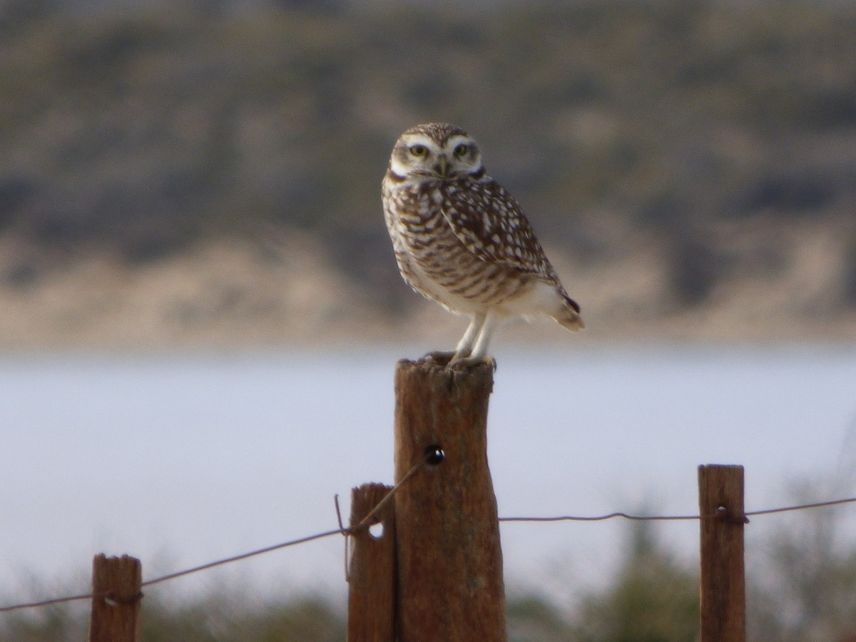 Burrowing Owl - ML202758331