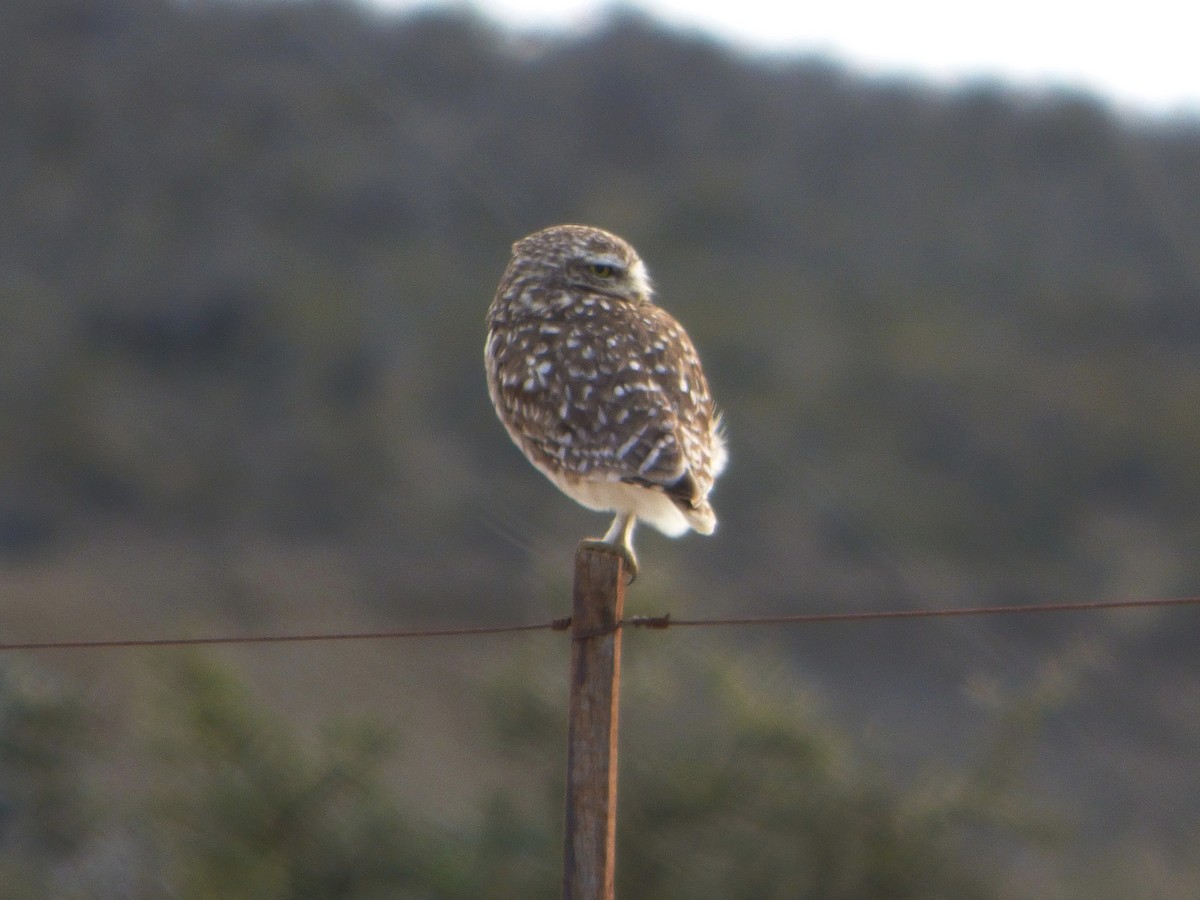 Burrowing Owl - ML202758701