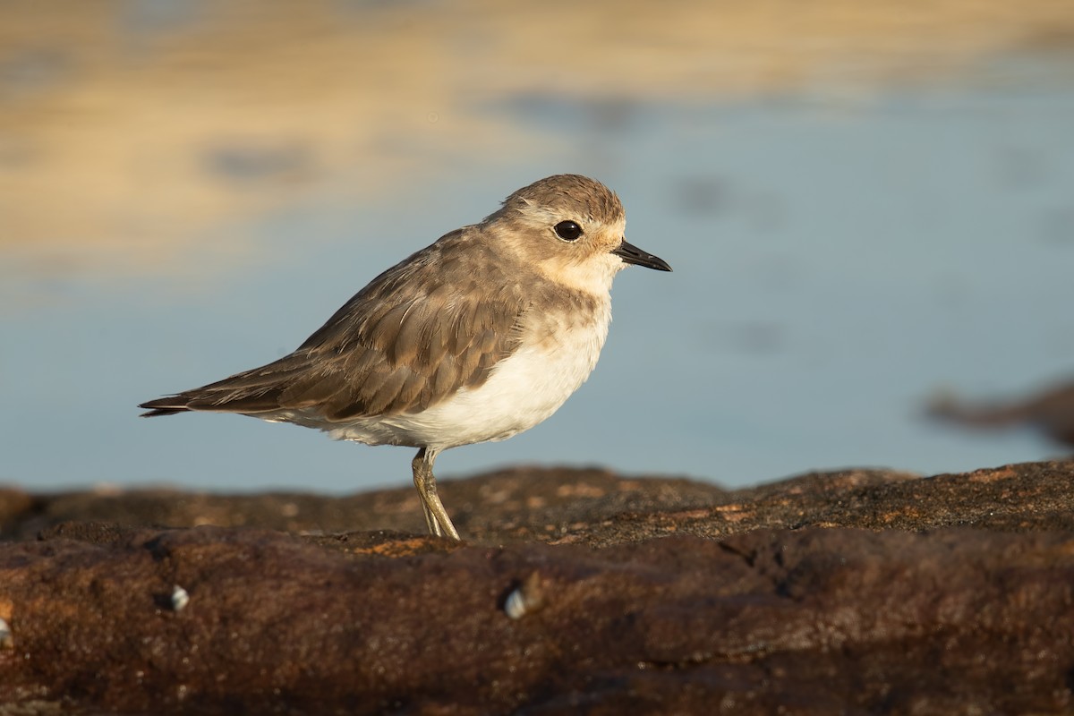 Double-banded Plover - ML202758881
