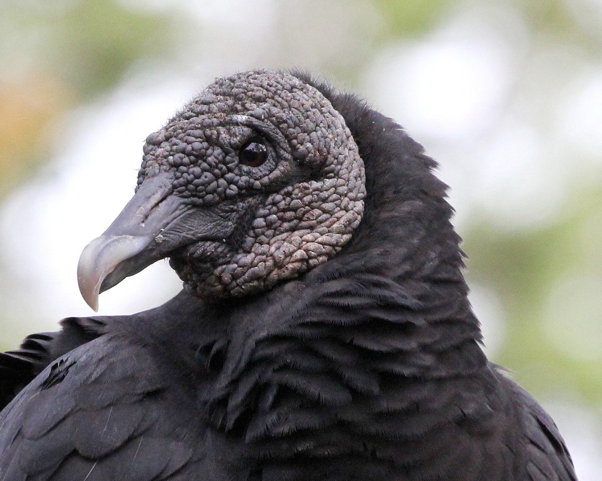 Black Vulture - ML202761321