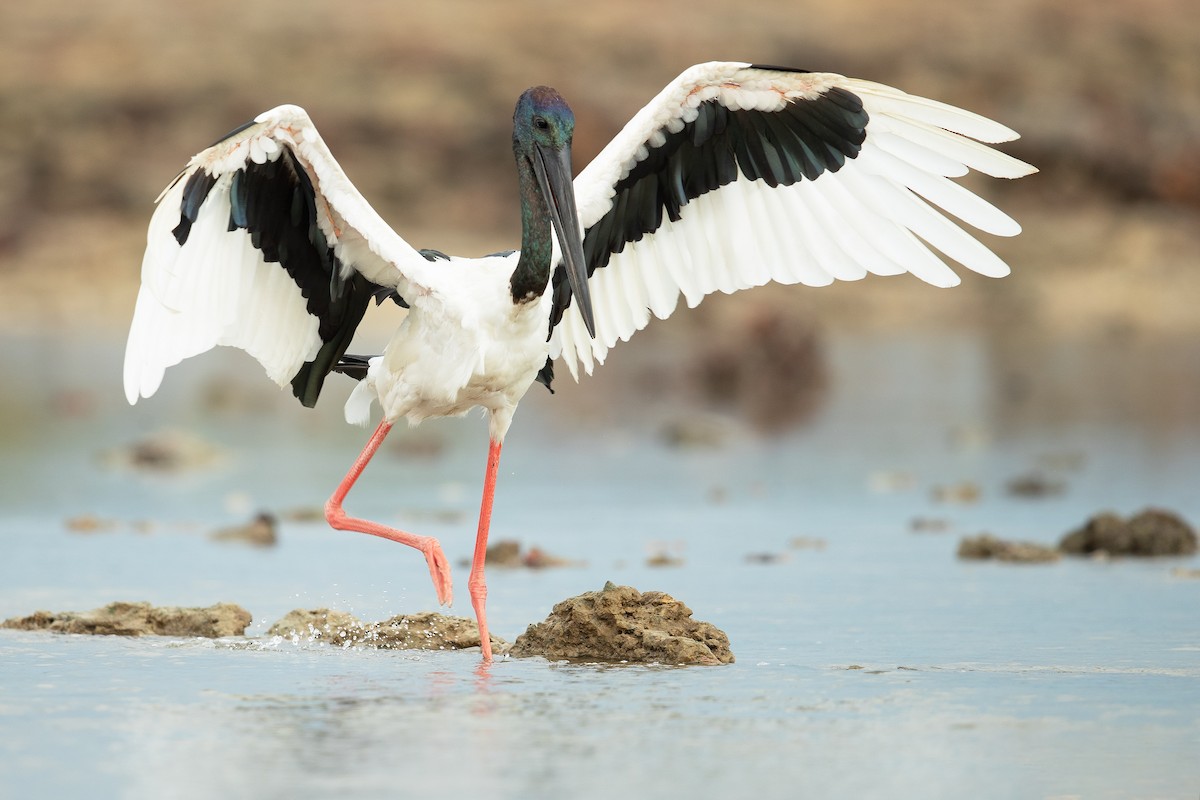 Black-necked Stork - ML202764651