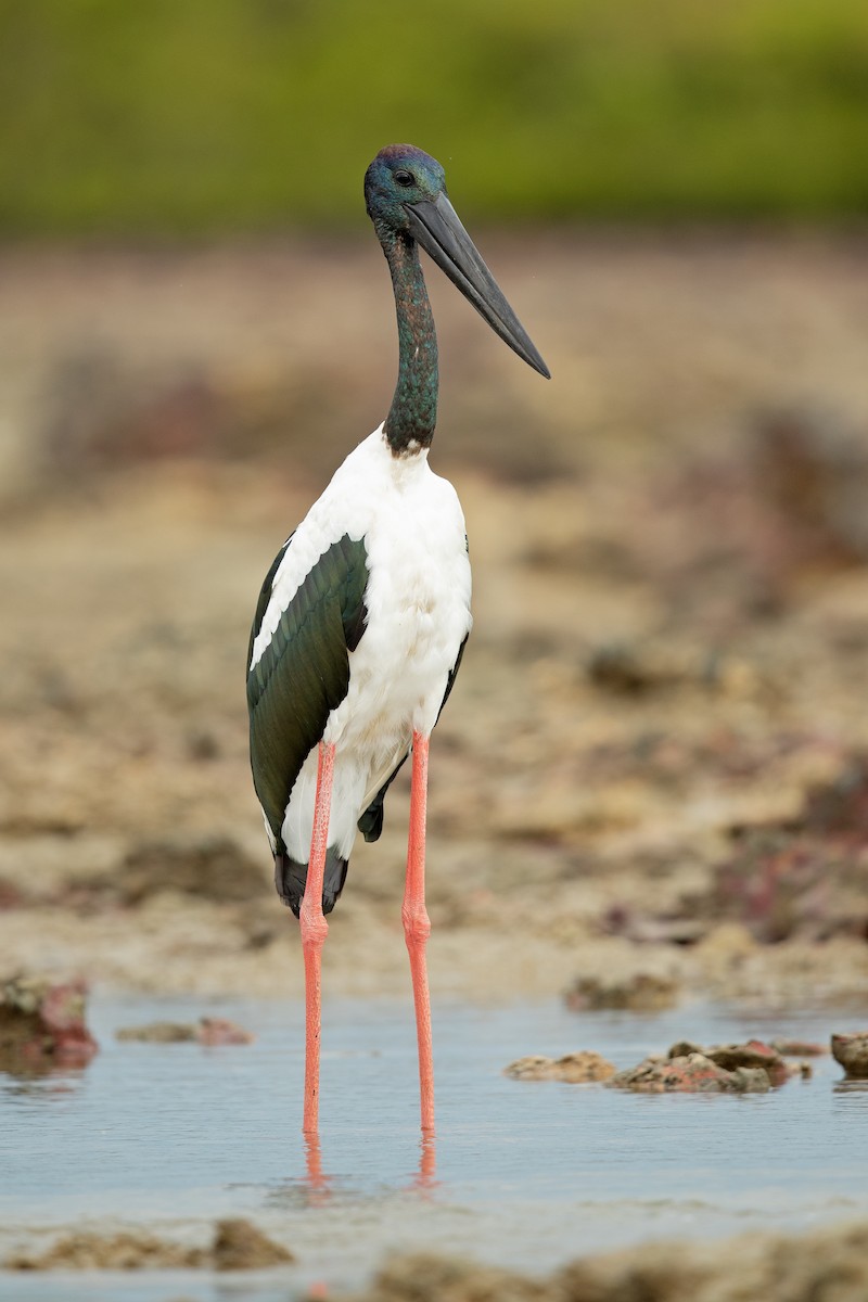 Black-necked Stork - ML202764691