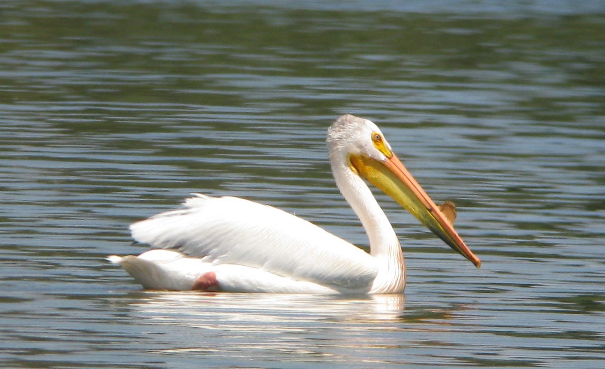 American White Pelican - Shai Mitra