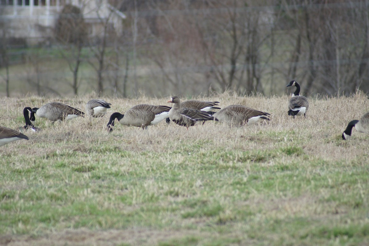 Greater White-fronted Goose - ML202768001