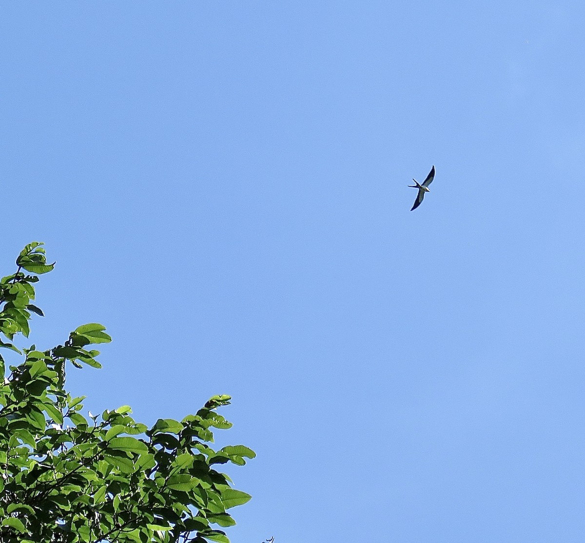 Swallow-tailed Kite - ML202769481