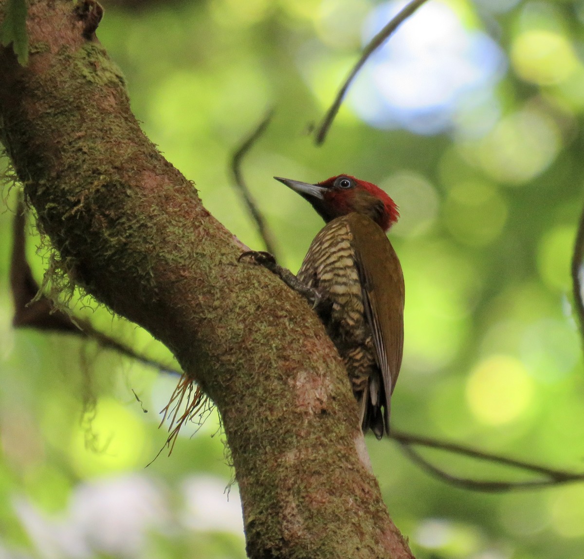Rufous-winged Woodpecker - ML202770461