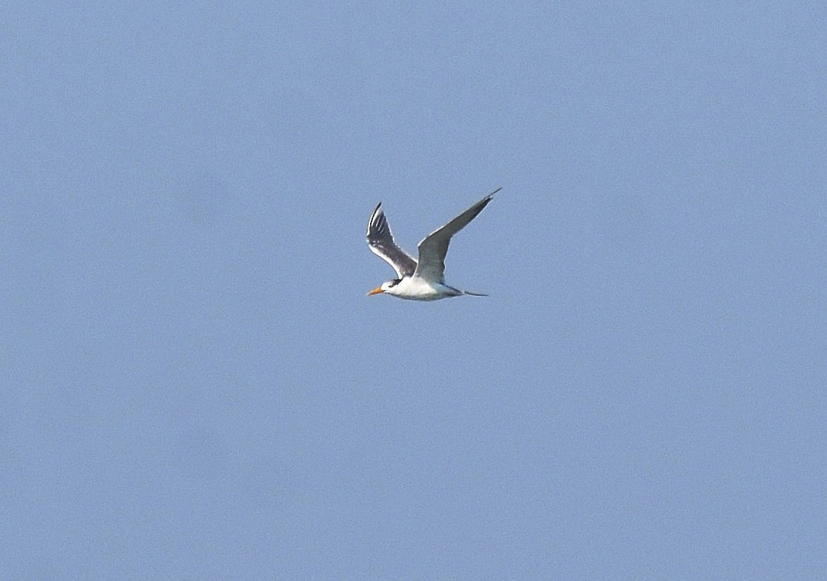 Great Crested Tern - ML202773421