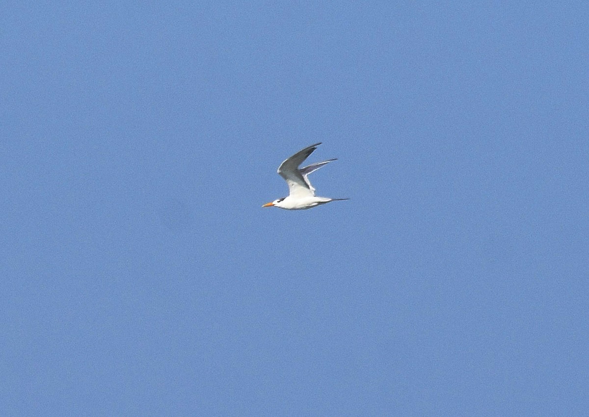 Great Crested Tern - ML202773461