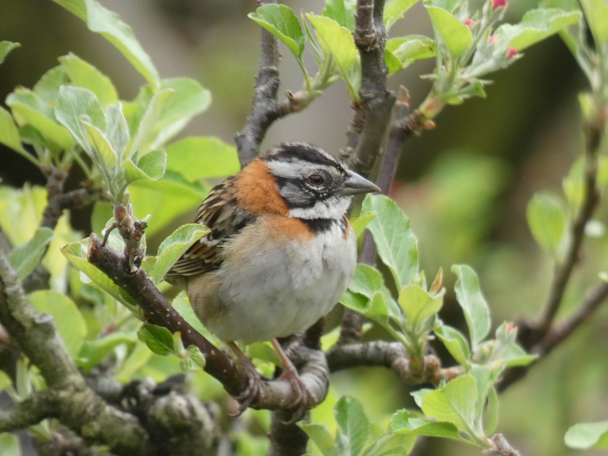 Rufous-collared Sparrow - River Ahlquist