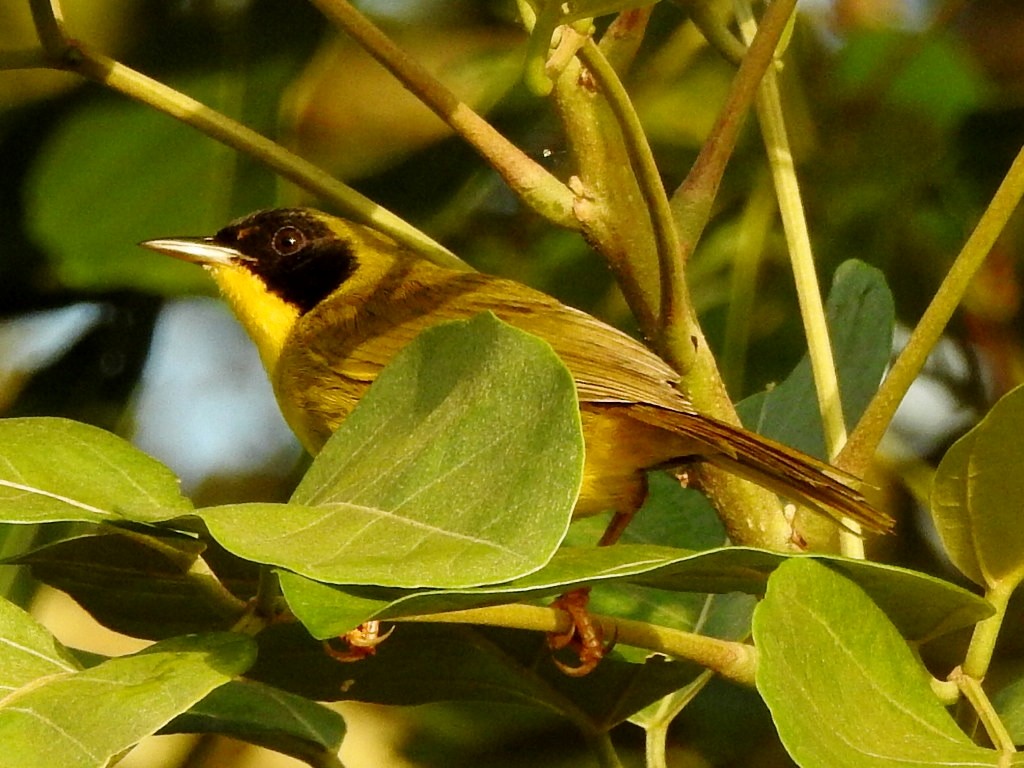 Olive-crowned Yellowthroat - ML202775411