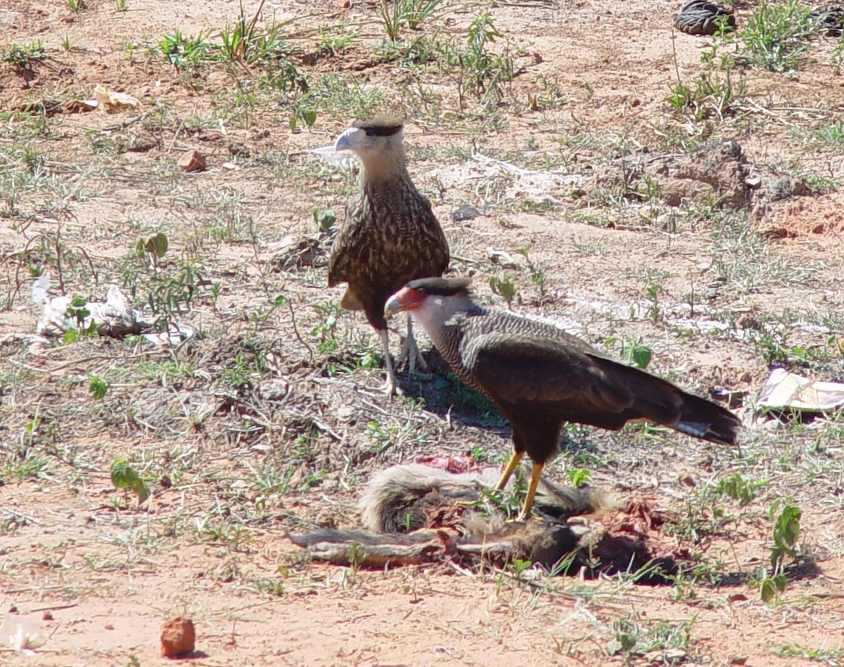 Crested Caracara (Southern) - ML202775551