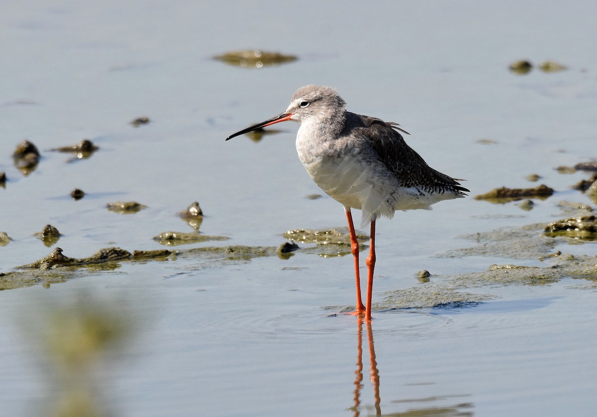 Spotted Redshank - ML202776761
