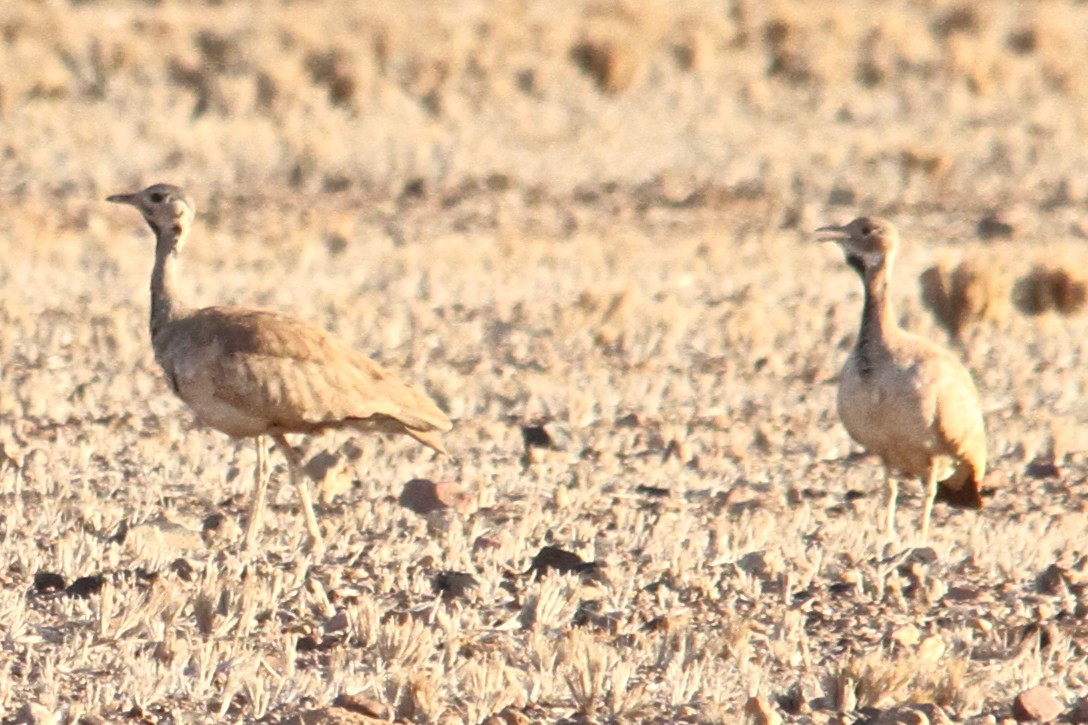 Rüppell's Bustard - Dale Provost