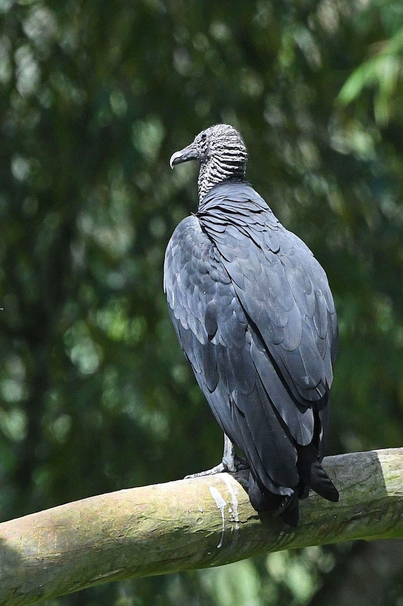 Black Vulture - Lewis Gray