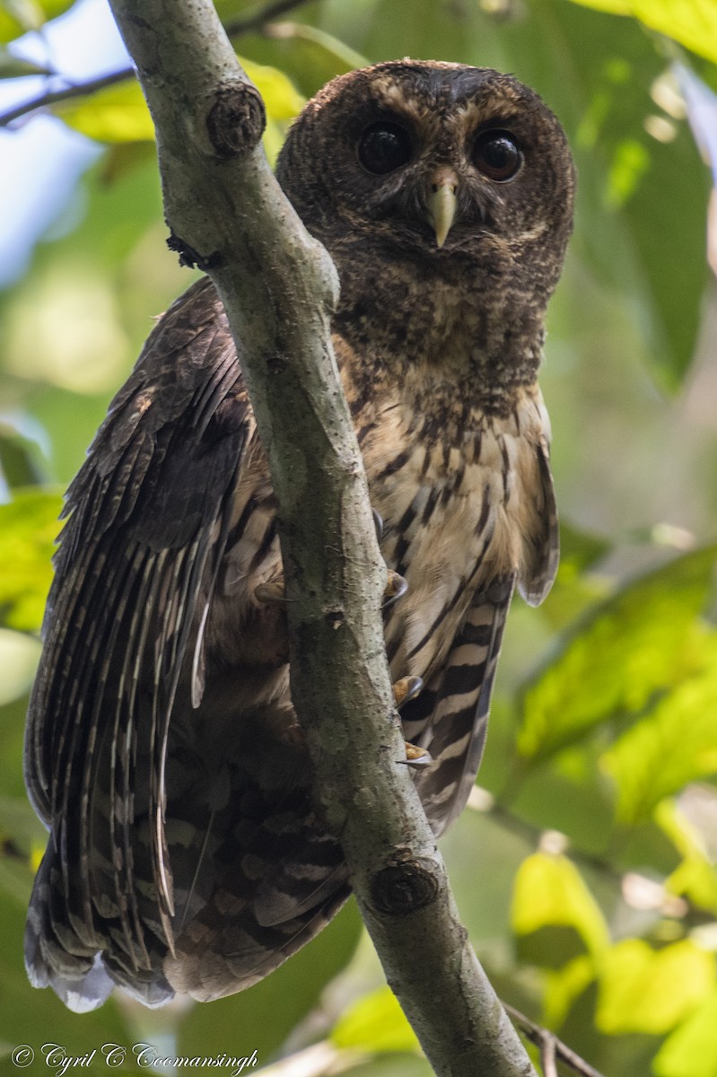 Mottled Owl - Cyril Coomansingh