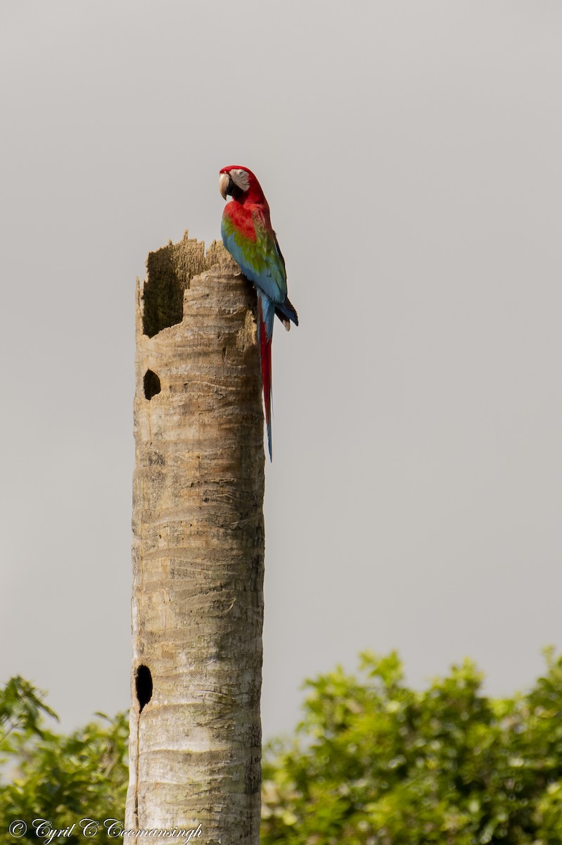 Red-and-green Macaw - ML202784341