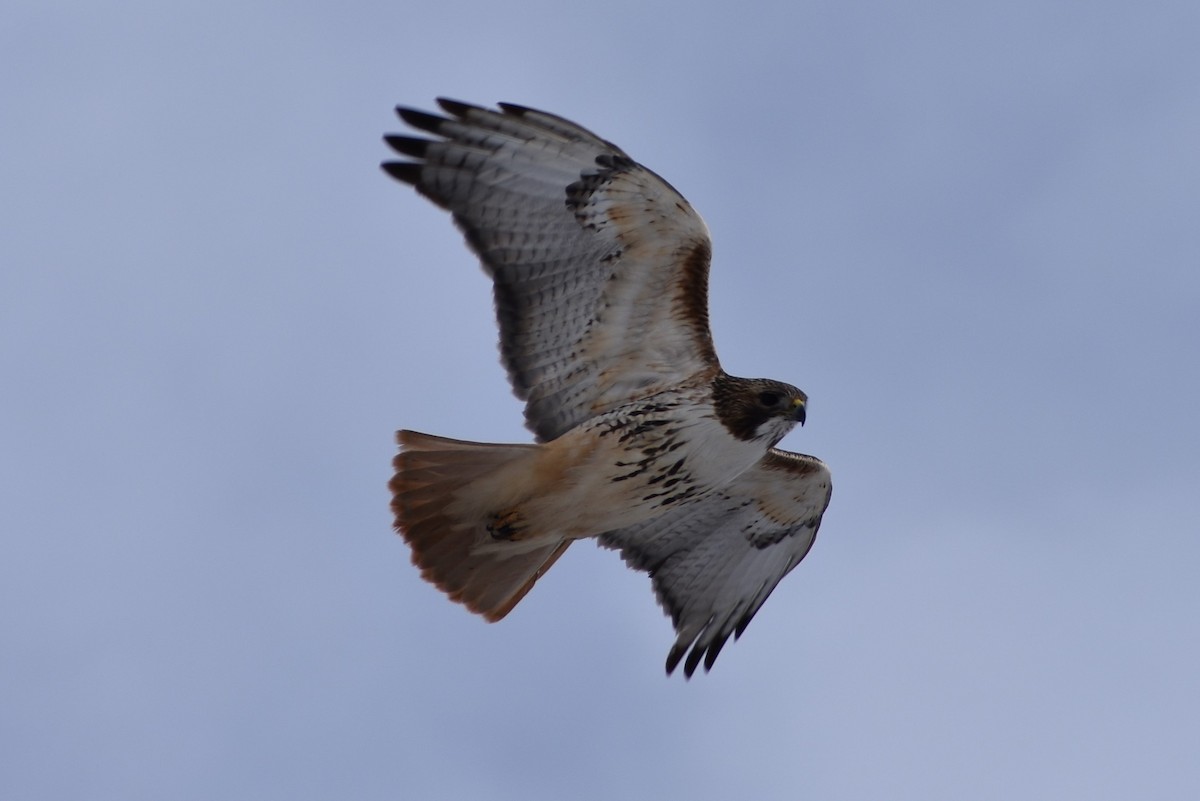 Red-tailed Hawk - ML202785241