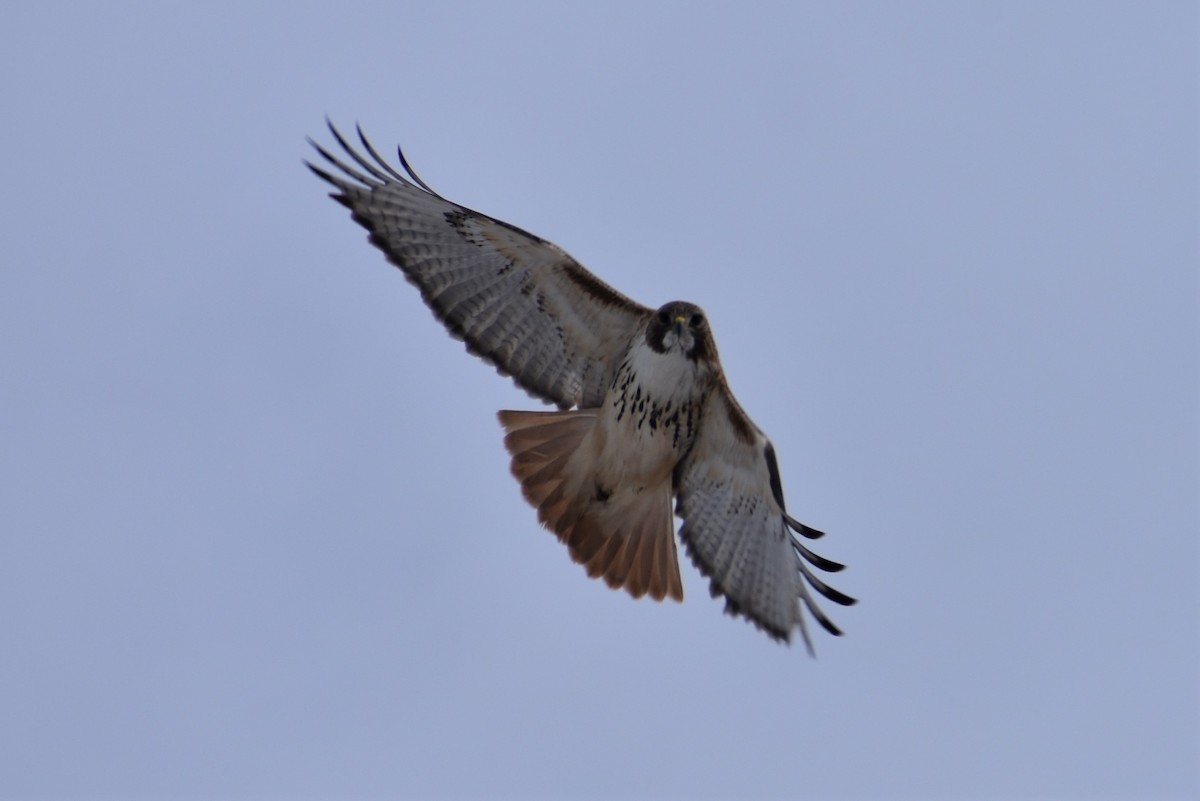 Red-tailed Hawk - ML202785251