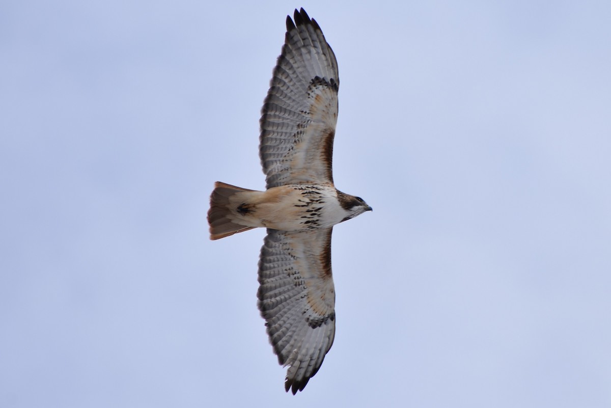 Red-tailed Hawk - ML202785281