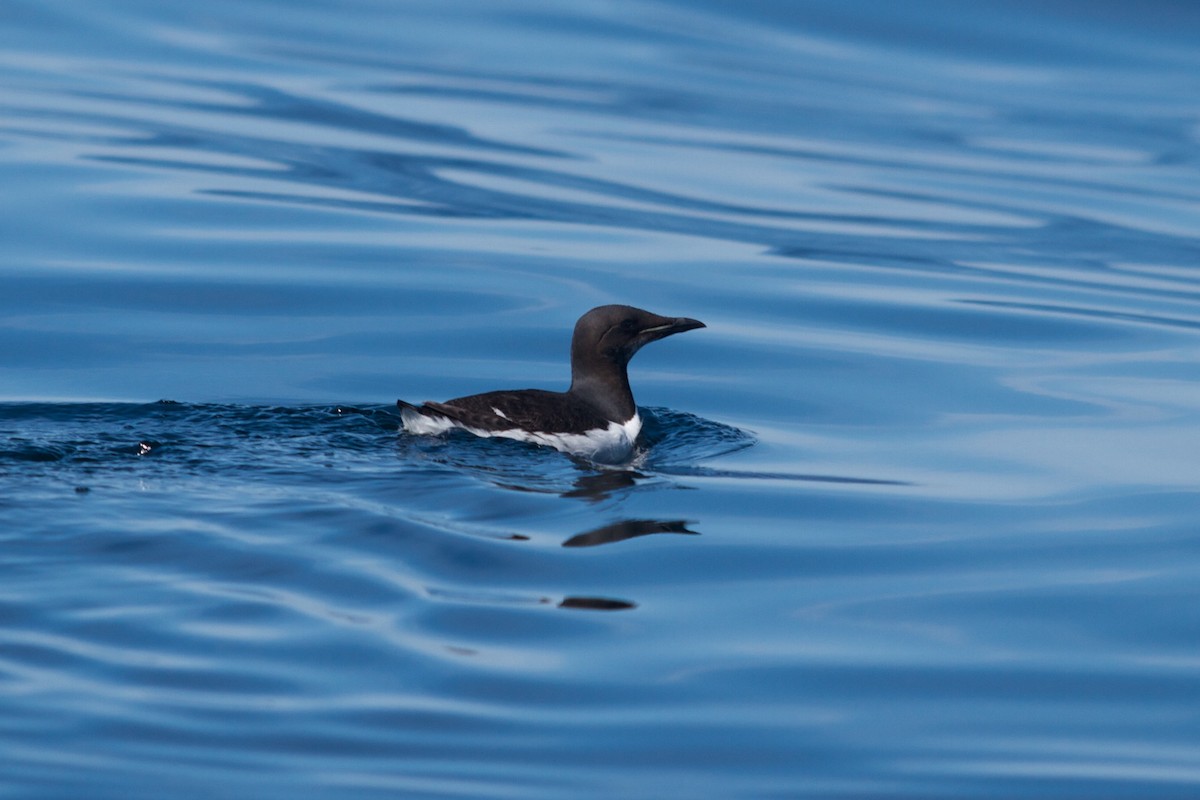 Thick-billed Murre - ML202788581