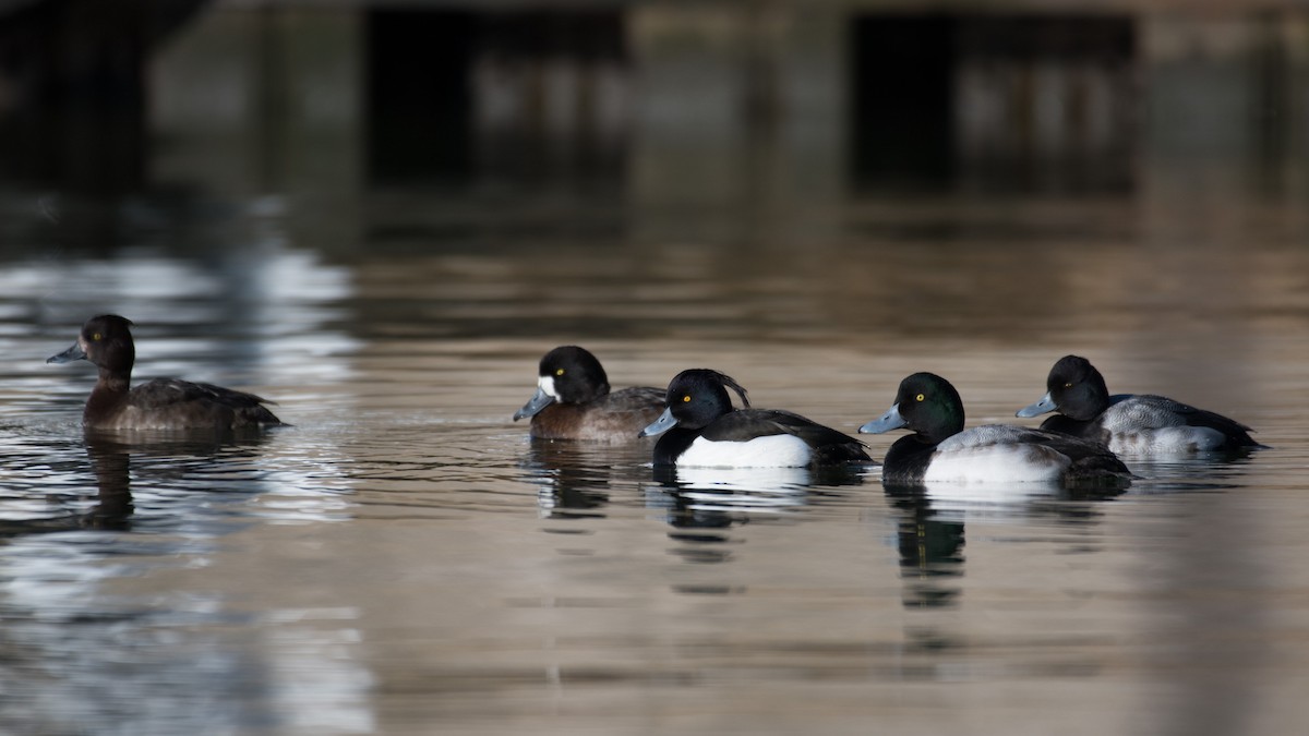 Tufted Duck - ML202803041