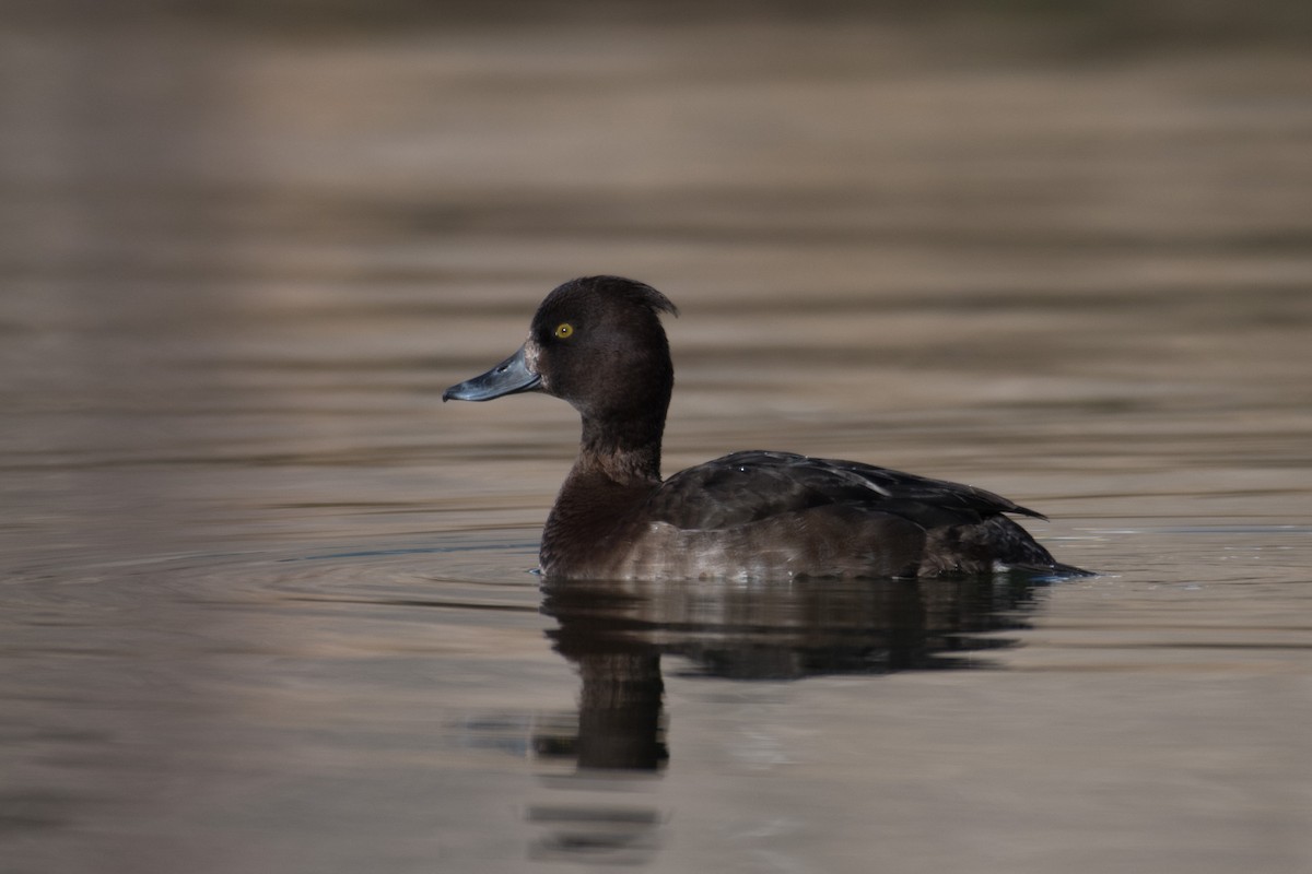 Tufted Duck - ML202803051