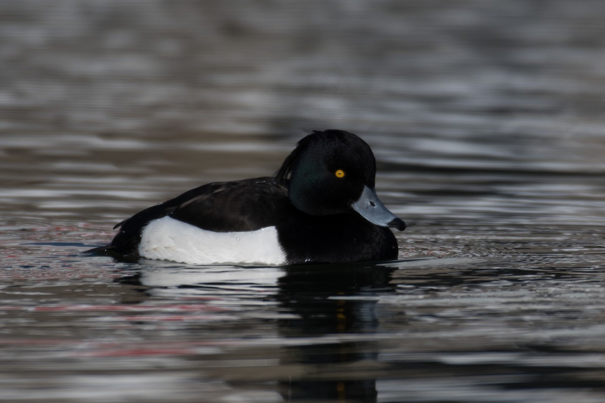 Tufted Duck - ML202803071