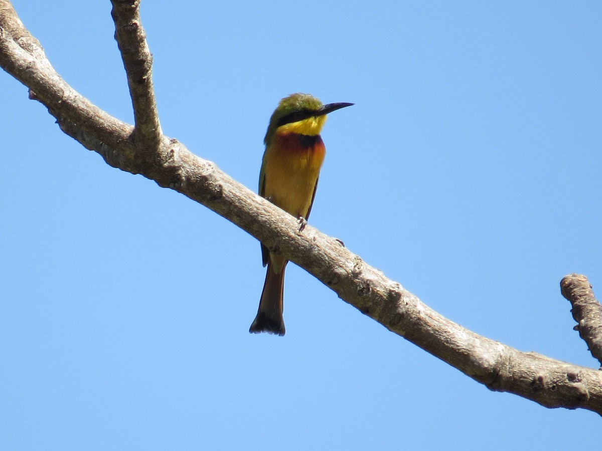 Little Bee-eater - Simon Bradfield