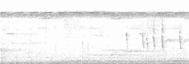 spydknottsmett (rufiventris gr.) - ML202803331