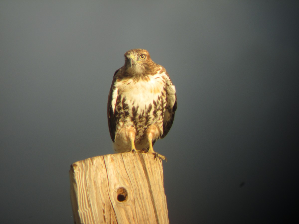 Red-tailed Hawk - Colin Dillingham
