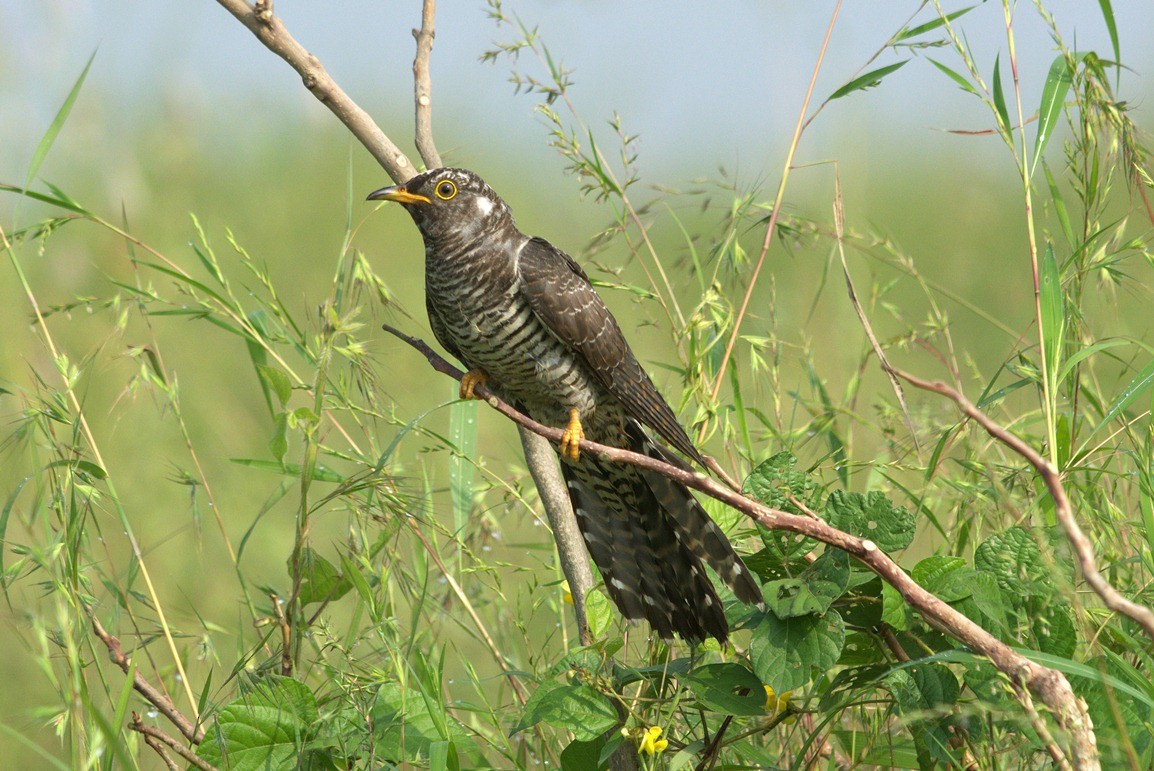 Common Cuckoo - Raju Kasambe