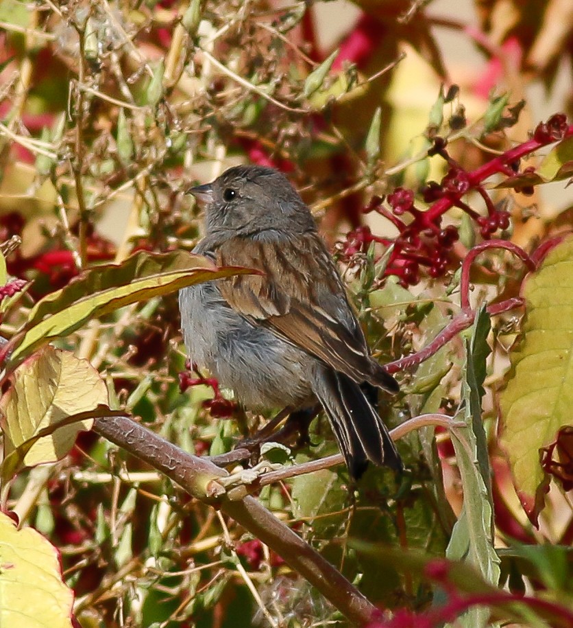 Black-chinned Sparrow - Kirk Swenson