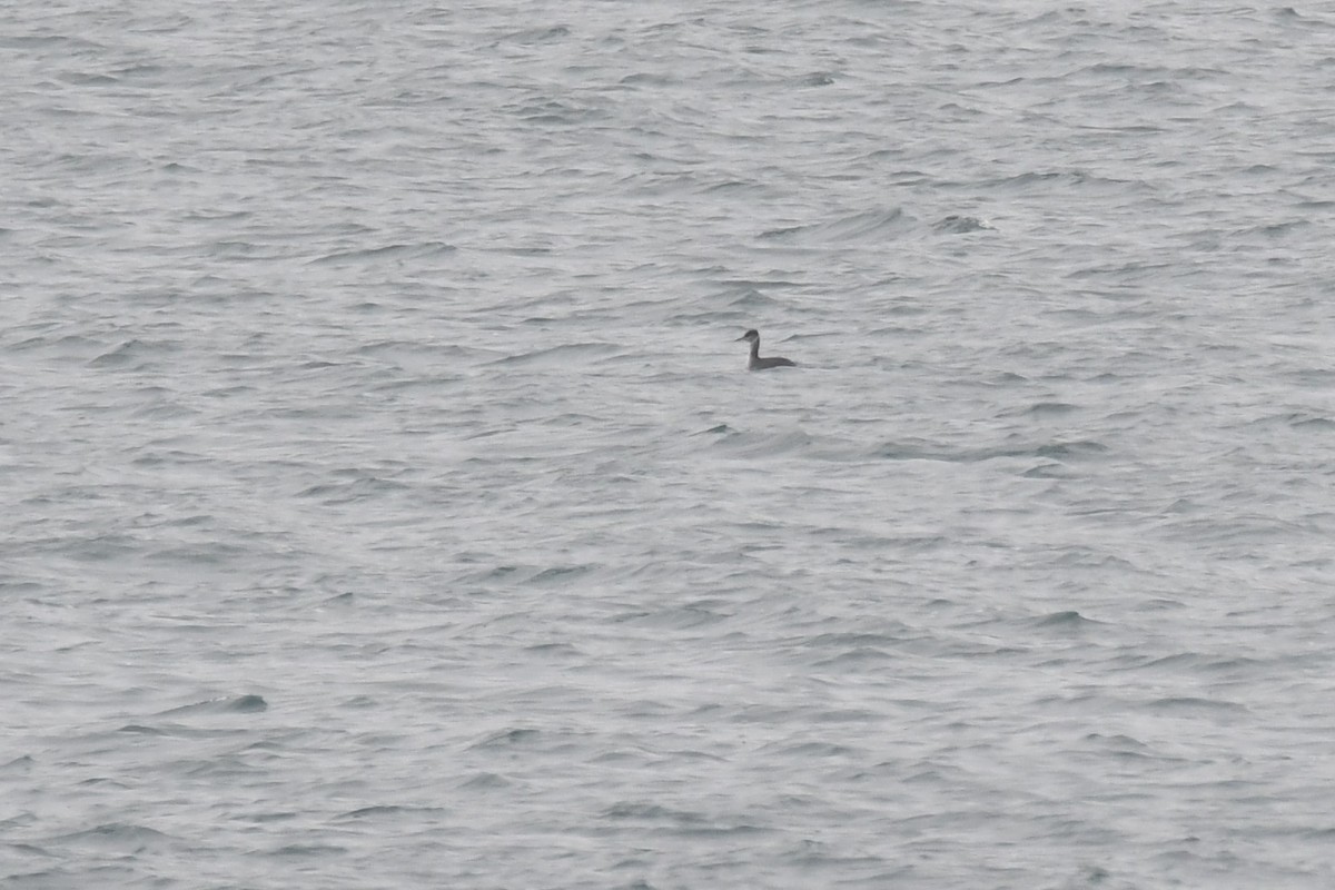 Red-necked Grebe - ML202807021