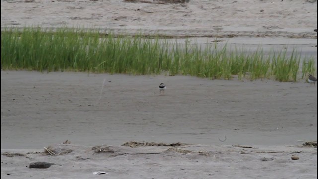 Common Ringed Plover - ML202810201