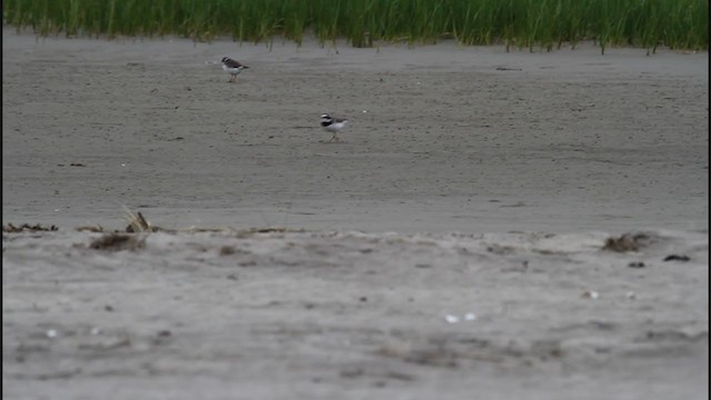 Common Ringed Plover - ML202810391