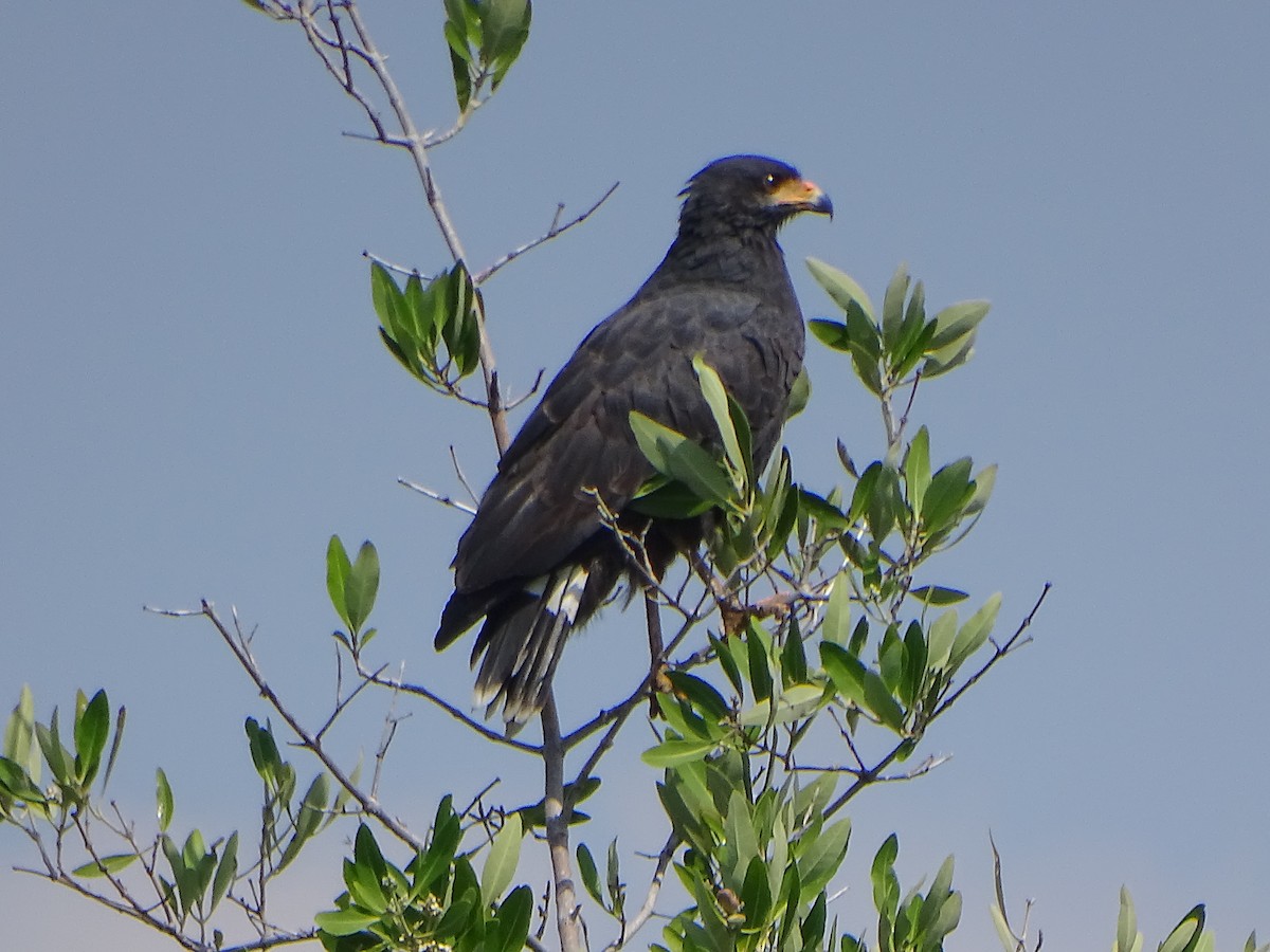 Common Black Hawk (Mangrove) - ML20281201