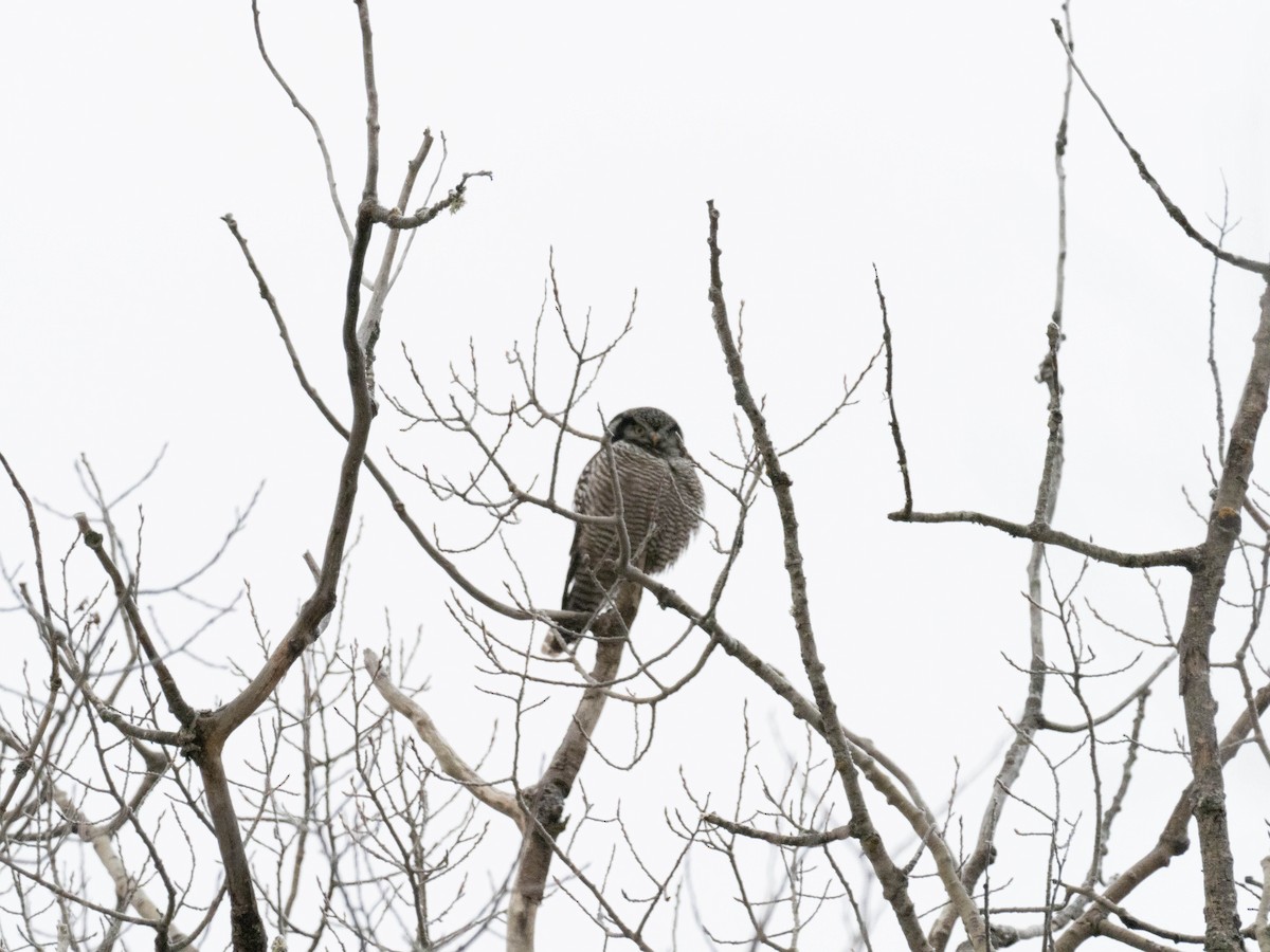 Northern Hawk Owl - ML202814221