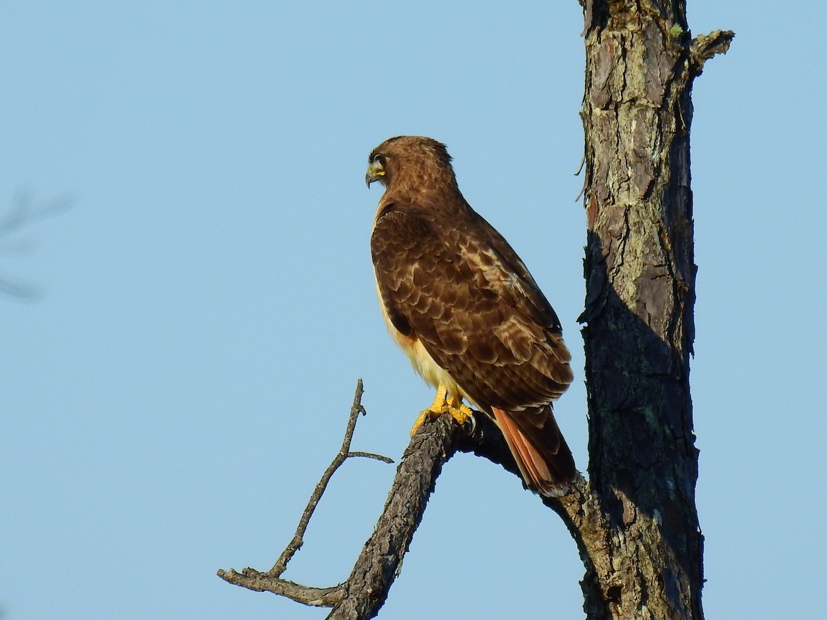 Red-tailed Hawk (kemsiesi/hadropus) - ML202818661