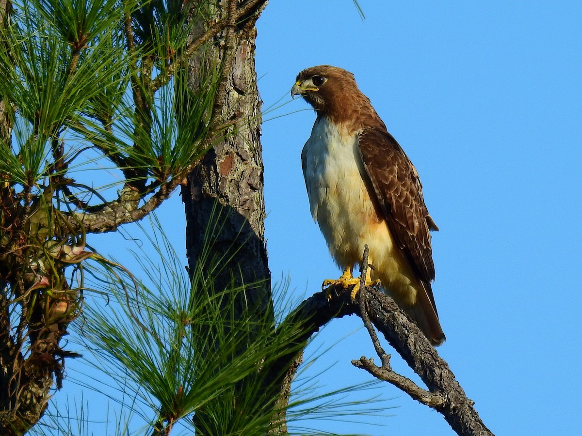 Red-tailed Hawk (kemsiesi/hadropus) - ML202818791