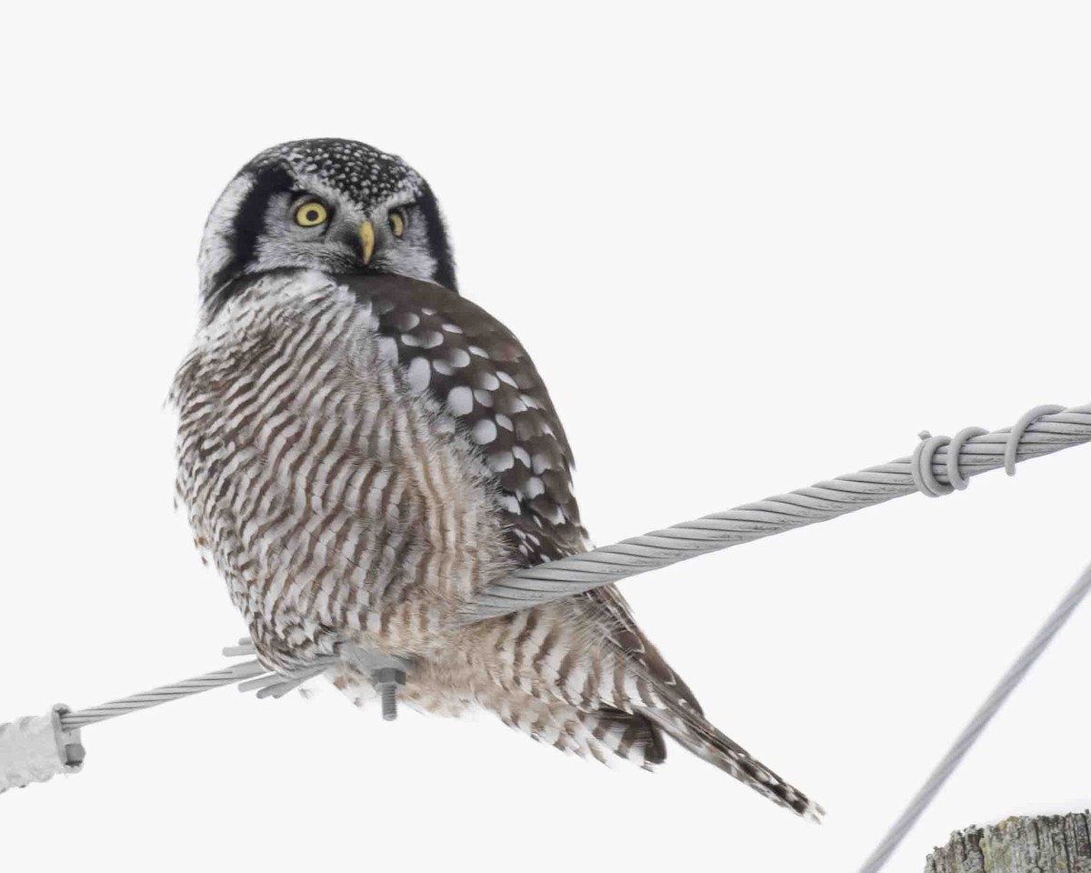 Northern Hawk Owl - Ted Center