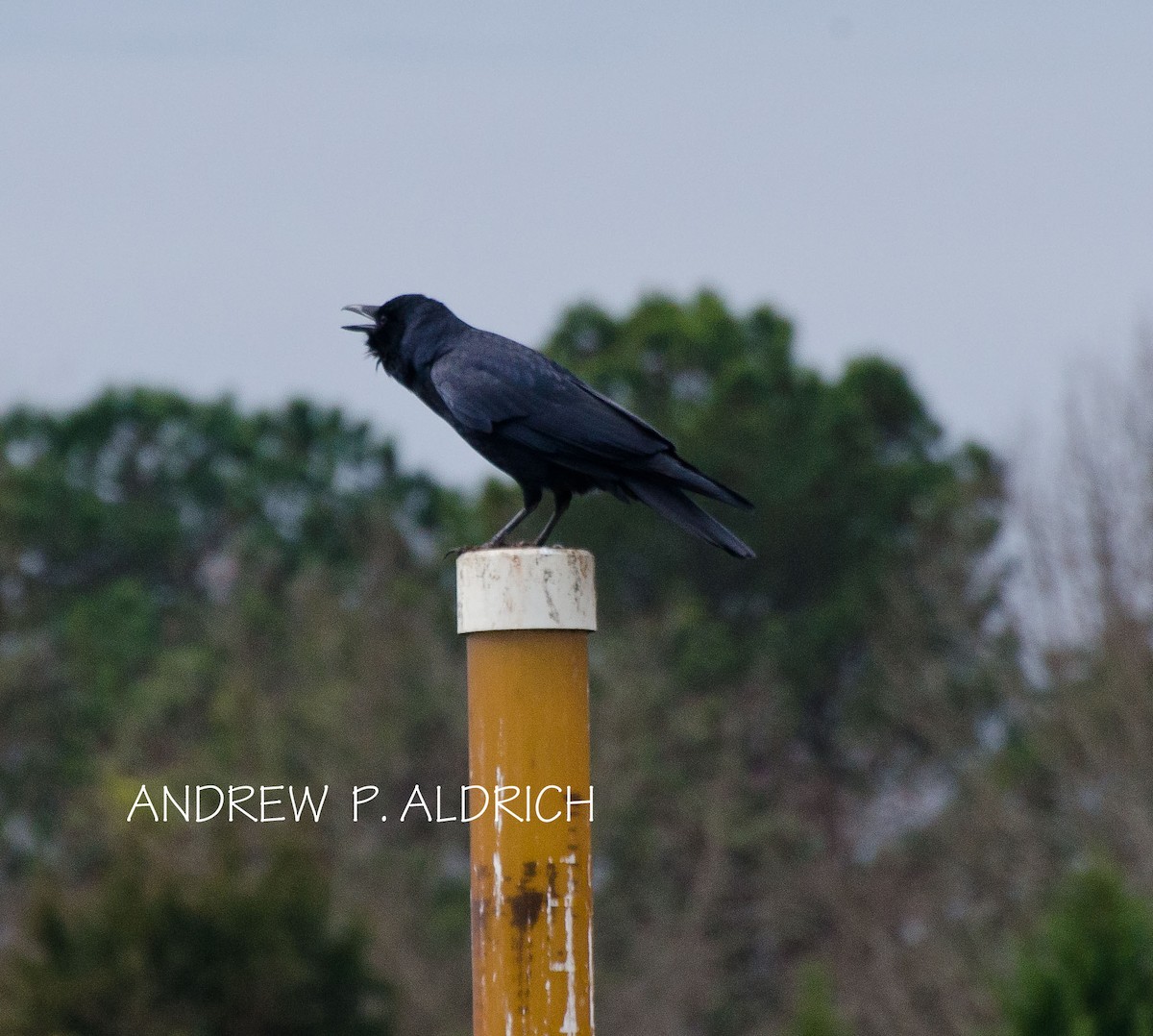 Fish Crow - andrew aldrich
