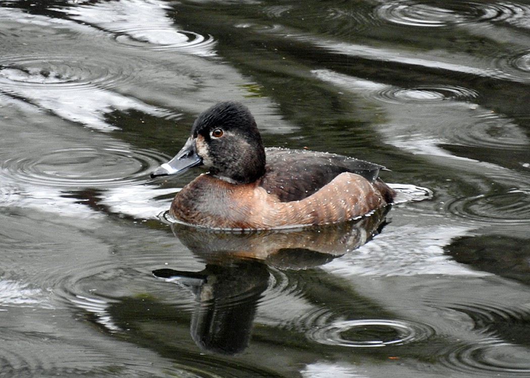 Ring-necked Duck - ML202824421