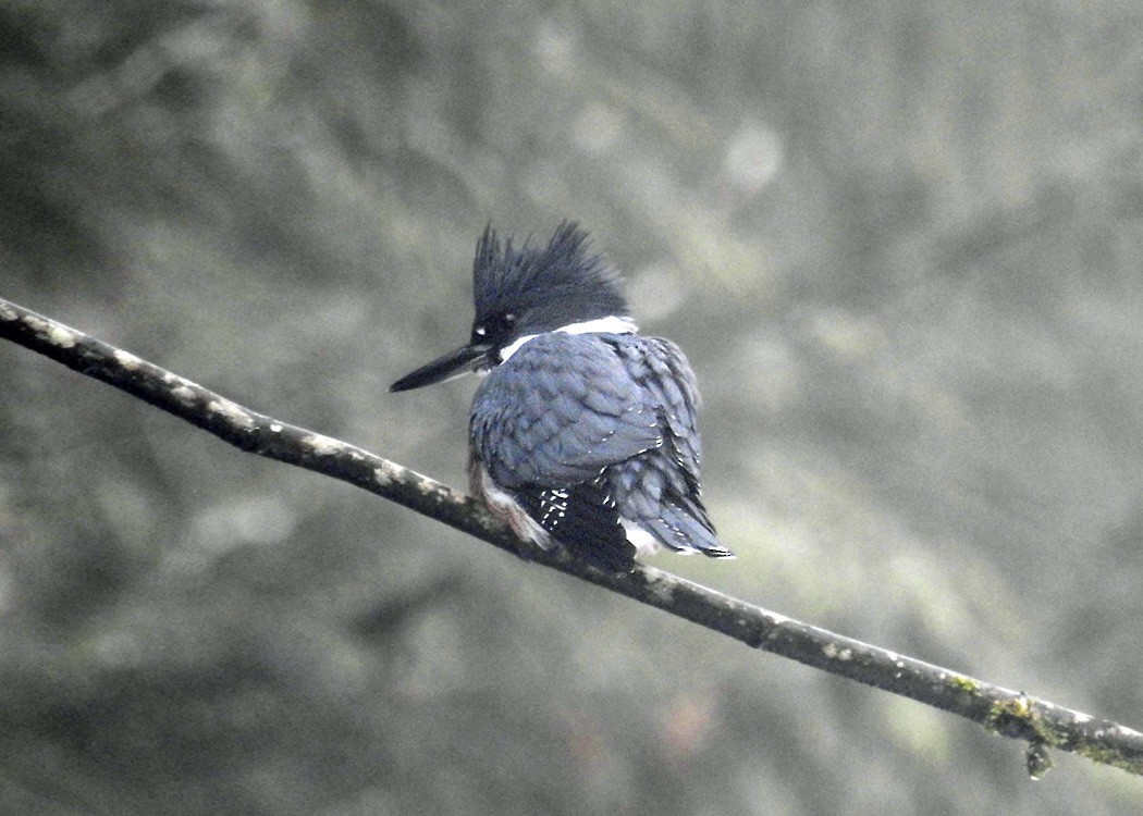 Belted Kingfisher - ML202824511