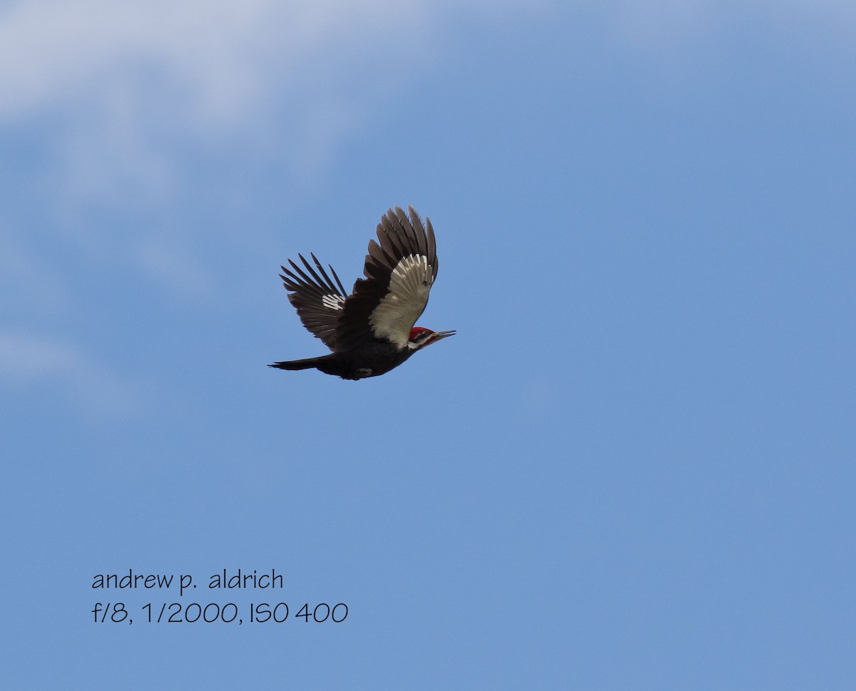 Pileated Woodpecker - ML20282531