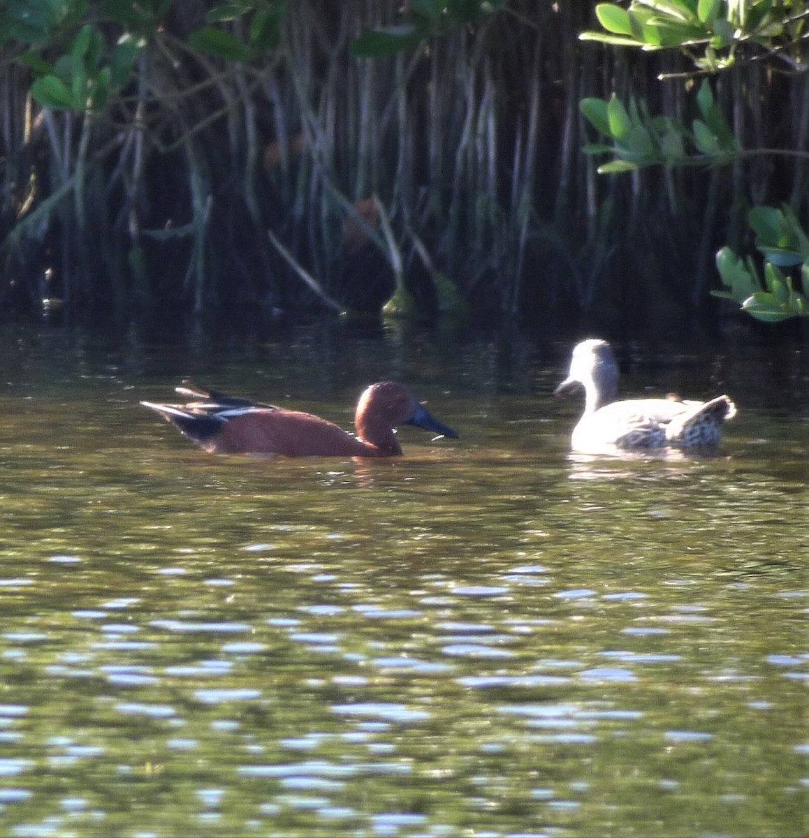eBird Checklist 25 Jan 2020 Merritt Island NWRBlack Point