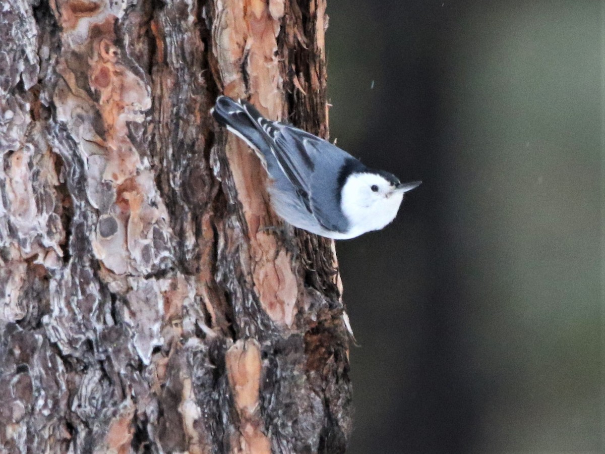 White-breasted Nuthatch - ML202834401
