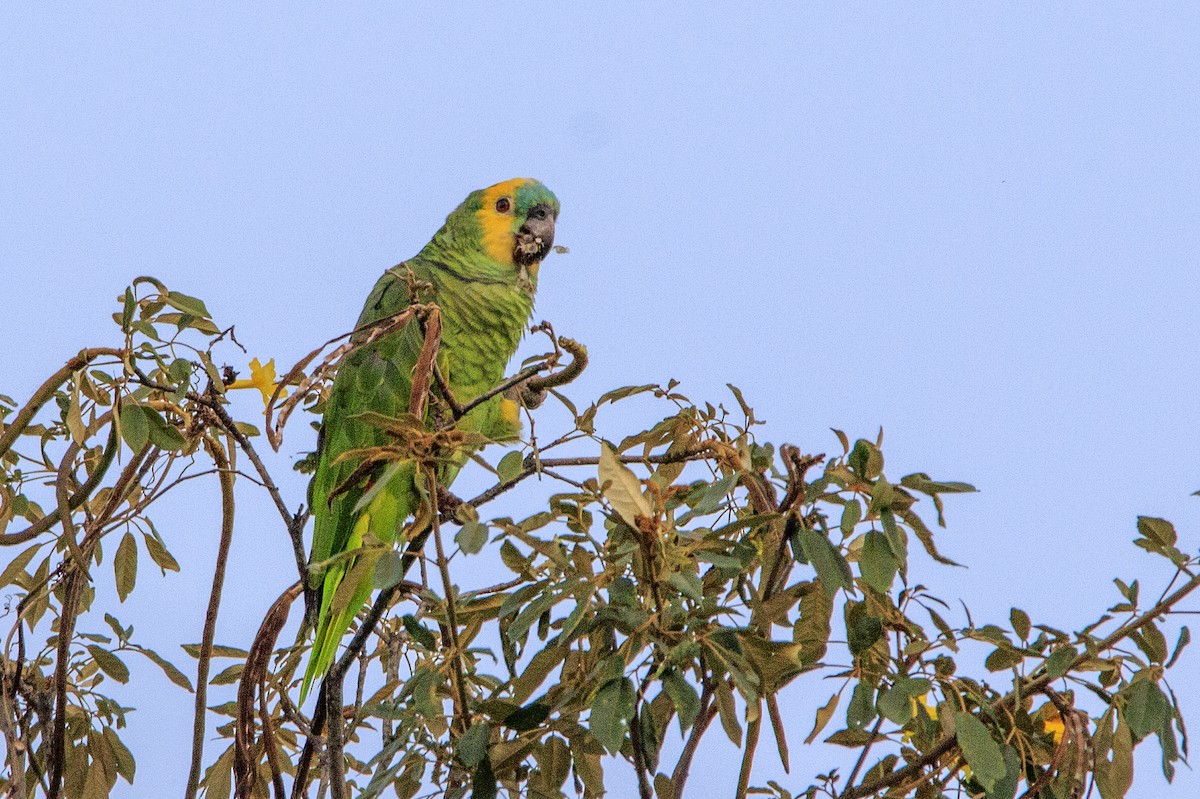 Turquoise-fronted Parrot - Fernando Farias