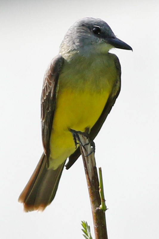 Tropical Kingbird - J. Simón Tagtachian