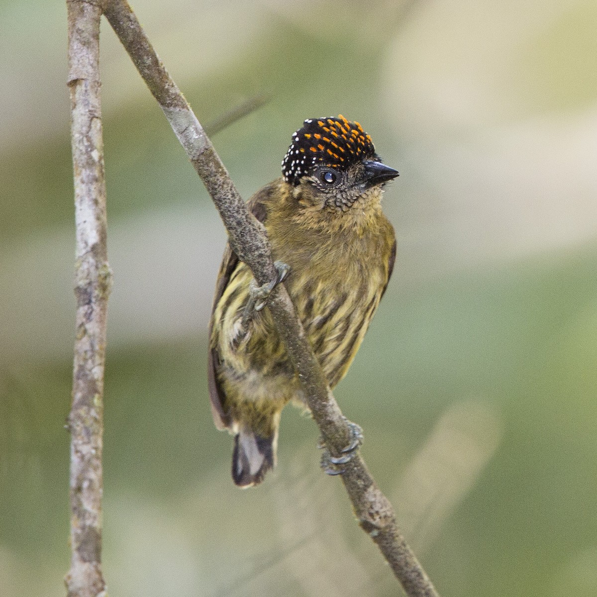 Olivaceous Piculet - Peter Hawrylyshyn